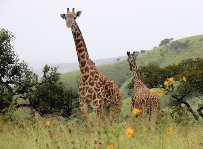Beyond the hills tours is a travel agency company