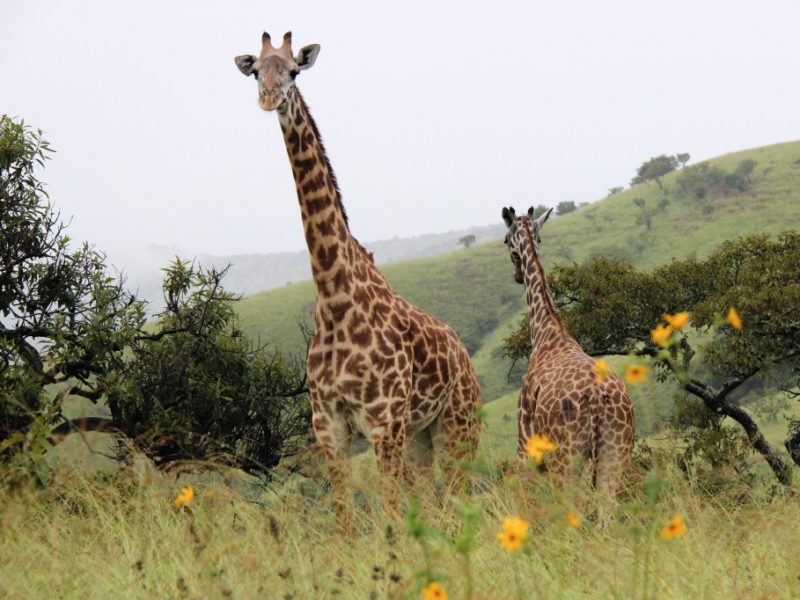 Beyond the hills tours is a travel agency company