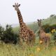 Beyond the hills tours is a travel agency company