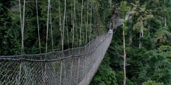 nyungwe&canopy walk