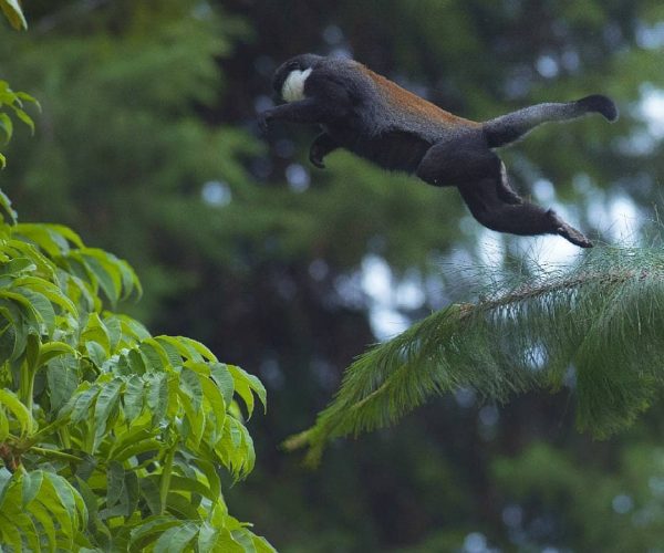 monkey