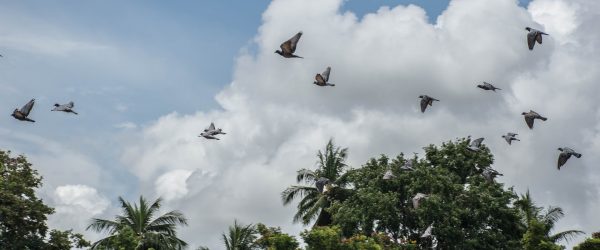 BIRDS