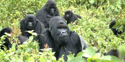 Gorillas