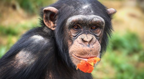 chimpanzee