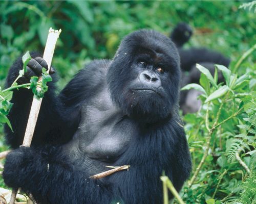 Mountain Gorilla