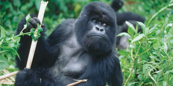 Mountain Gorilla